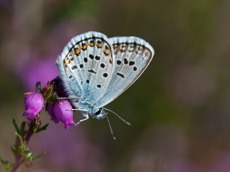 Iping Common Drop-in Day